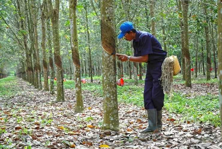 Produk dan Layanan Perusahaan PT Perkebunan Nusantara III